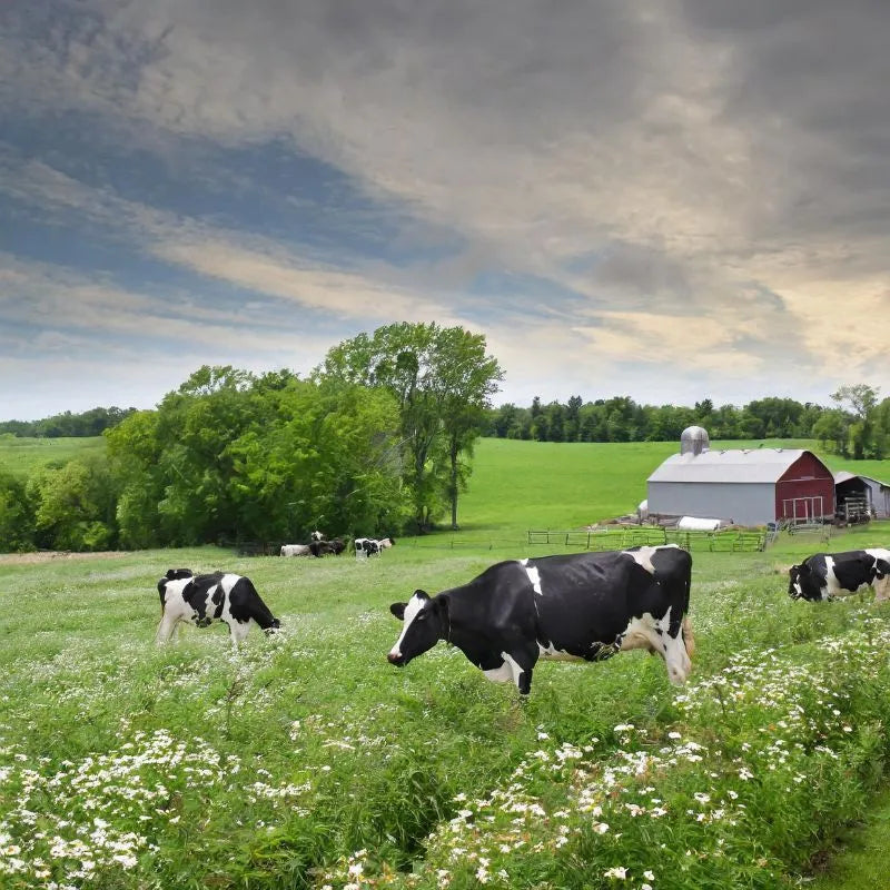 Local grass-fed farm